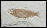 Knightia Fossil Fish - Wyoming #59802-1